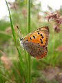 Adult, ventral view of wings.