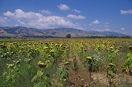 Сончогледи во Пелагонија.