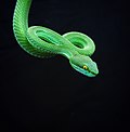 Trimeresurus erythrurus