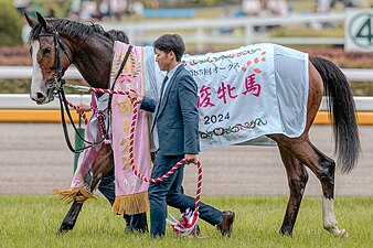 2024年冠軍「雪嶺熱點」