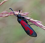 Zygaena purpuralis – seitlich