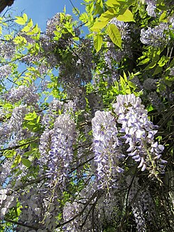 Japaninsinisade (Wisteria floribunda)