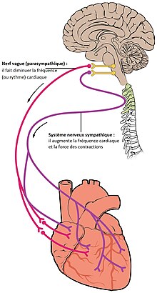 Le nerf vague (parasympathique) fait diminuer la fréquence (ou rythme) cardiaque. Le système nerveux sympathique augmente la fréquence cardiaque et la force des contractions.