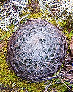 Haworthia arachnoidea