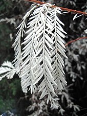 "Albinos" lack chlorophyll Albino redwood.jpg