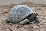 Miniatura per Tortuga gegant d'Aldabra