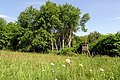 zentrale Wiese im Naturdenkmal (2020)