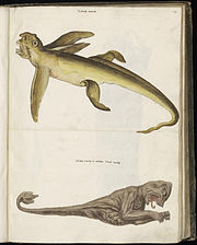 Animal drawings collected by Felix Platter, p1 - (31).jpg