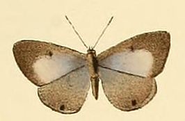 Anthene princeps