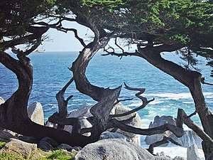 Cupressus macrocarpa (Monterey Cypress) in Peb...