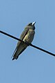 Ashy woodswallow