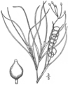 2.2 Ruppia occidentalis Fig. 210. Now R. cirrhosa