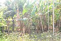 plantation de bananes