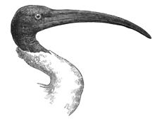 Madagaskara ibiso
