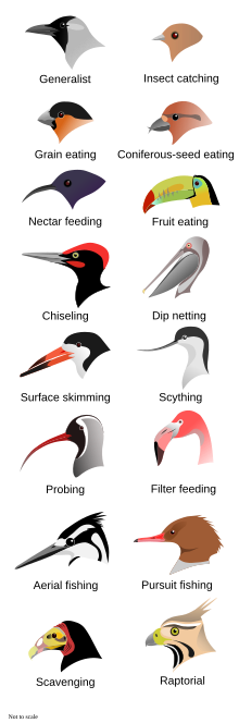 Illustration of the heads of 16 types of birds with different shapes and sizes of beak