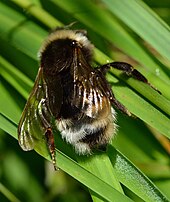 Emery's rule states that insect social parasites like cuckoo bumblebees choose closely related hosts, in this case other bumblebees. Bombus bohemicus - Keila.jpg