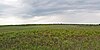 Buena Vista Prairie Chicken Meadow.jpg
