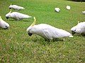 Kakadu bars barošanās laikā Sidnejā