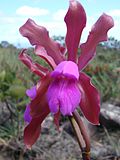 Miniatura para Cattleya elongata