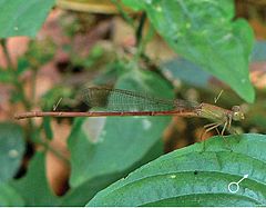 ♂ Ceriagrion olivaceum