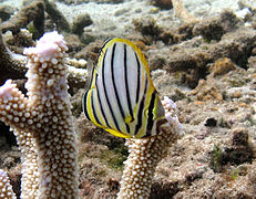 Un poisson-papillon de Meyer (Chaetodon meyeri)