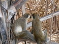 Grüne Meerkatzen Green Monkey