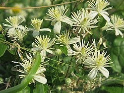 Clematis vitalba