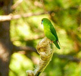 Philippine Hanging Parrot