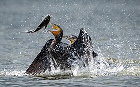 Cormorant with fish prey