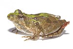 Northern cricket frog (Acris crepitans)