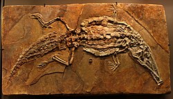 Moulage de Crocodilaemus robustus issu du site paléontologique de Cerin et exposé au muséum des sciences naturelles de Belgique