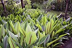 Curcuma zedoaria