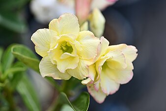 Plant of Thailand - Adenium in Thailand.