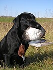 Ein Labrador-Retriever mit apportierter Tafelente