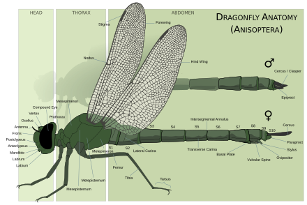 Anatomy of a dragonfly Dragonfly anatomy.svg