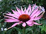 Echinacea