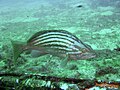 Epinephelus costae