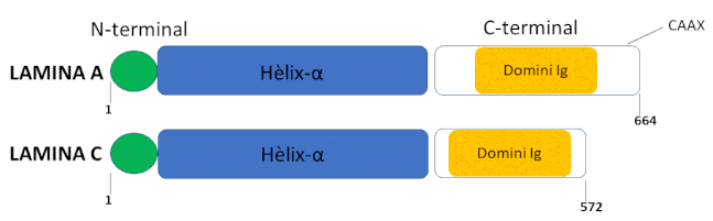 S'observa que les laminas A i C tenen un alt grau d'homologia. La diferència es troba a la regió C-terminal, que és més curta en la lamina C i que en la lamina A té la seqüència CAAX, mentre que en la C no.
