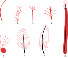 Diagramme montrant les étapes de l'évolution des plumes telles que décrites par Xu & Gou 2009.