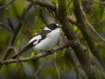 Withalsvliegenvanger in het Woud van Białowieża