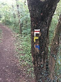 Le balisage visible sur le tronc d'arbre en 2017.