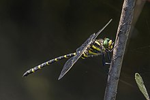 Golden-ringed dragonfly (Cordulegaster boltonii) male.jpg