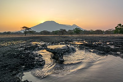 Kerbau dalam kubangan di Taman Nasional Baluran, Jawa Timur, Indonesia.