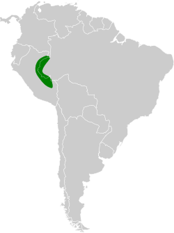 Distribución geográfica del tororoí del Ucayali.