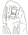 左前頭葉の眼窩面（眼窩のすぐ上、つまり前頭葉を下方から眺めたときに見える部分）
