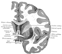 Coronal section of brain through anterior comm...