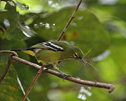 Alyvinė jora (Aegithina viridissima)