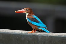 At Singapore Botanic Gardens Halcyon smyrnensis - Singapore Botanic Gardens.jpg