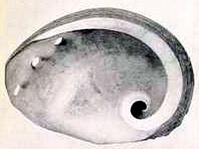 Fotografia em preto e branco da vista inferior da concha de H. dalli.