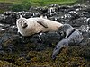 Harbour seal breast feeding 1150144.jpg